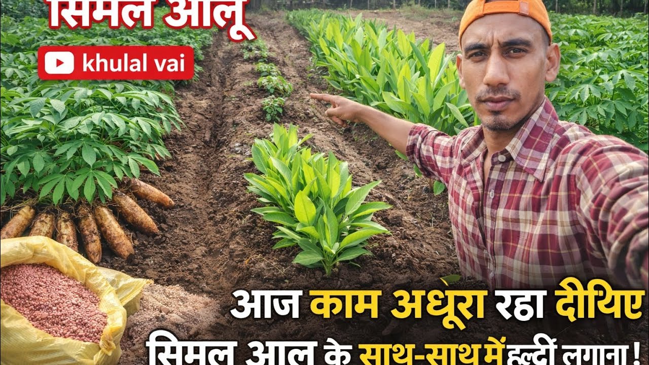 सिमल आलू और हल्दी साथ साथमें लगाना मेरा नयाएक्सपीरियंस, #Keshava+turmeric,आज काम अधूरा रहा, next day