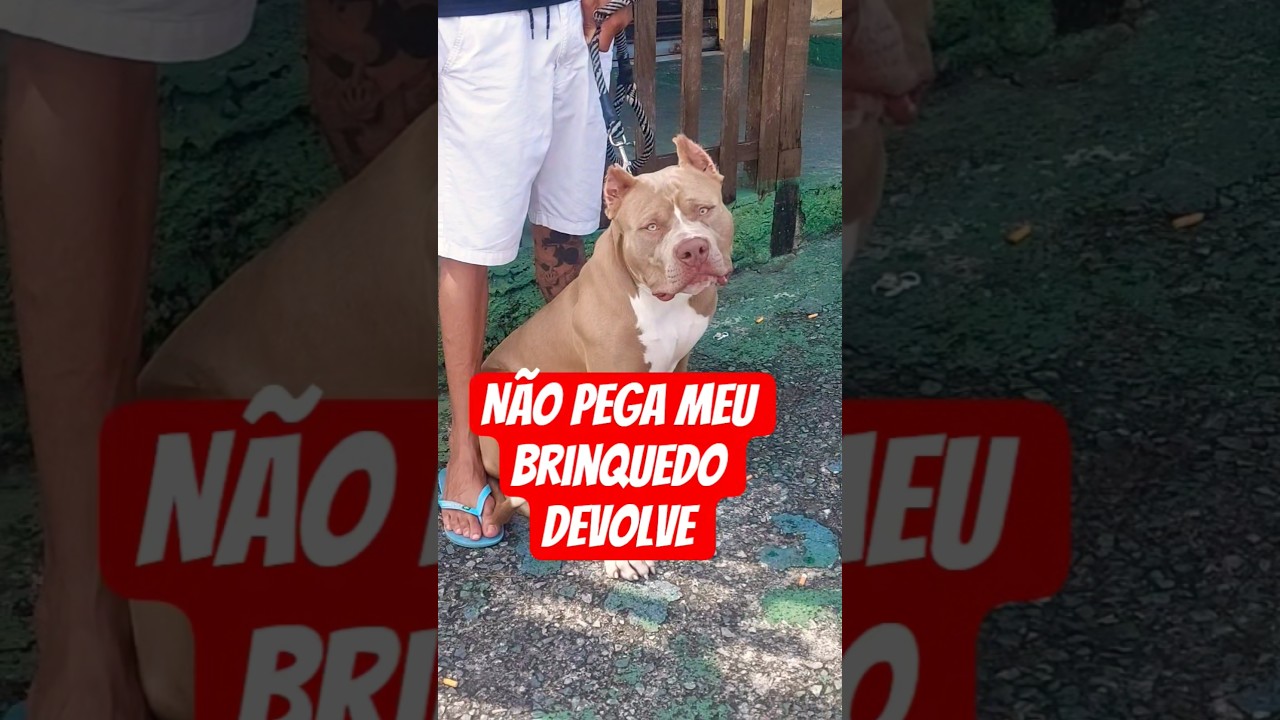 não pega meu brinquedo 