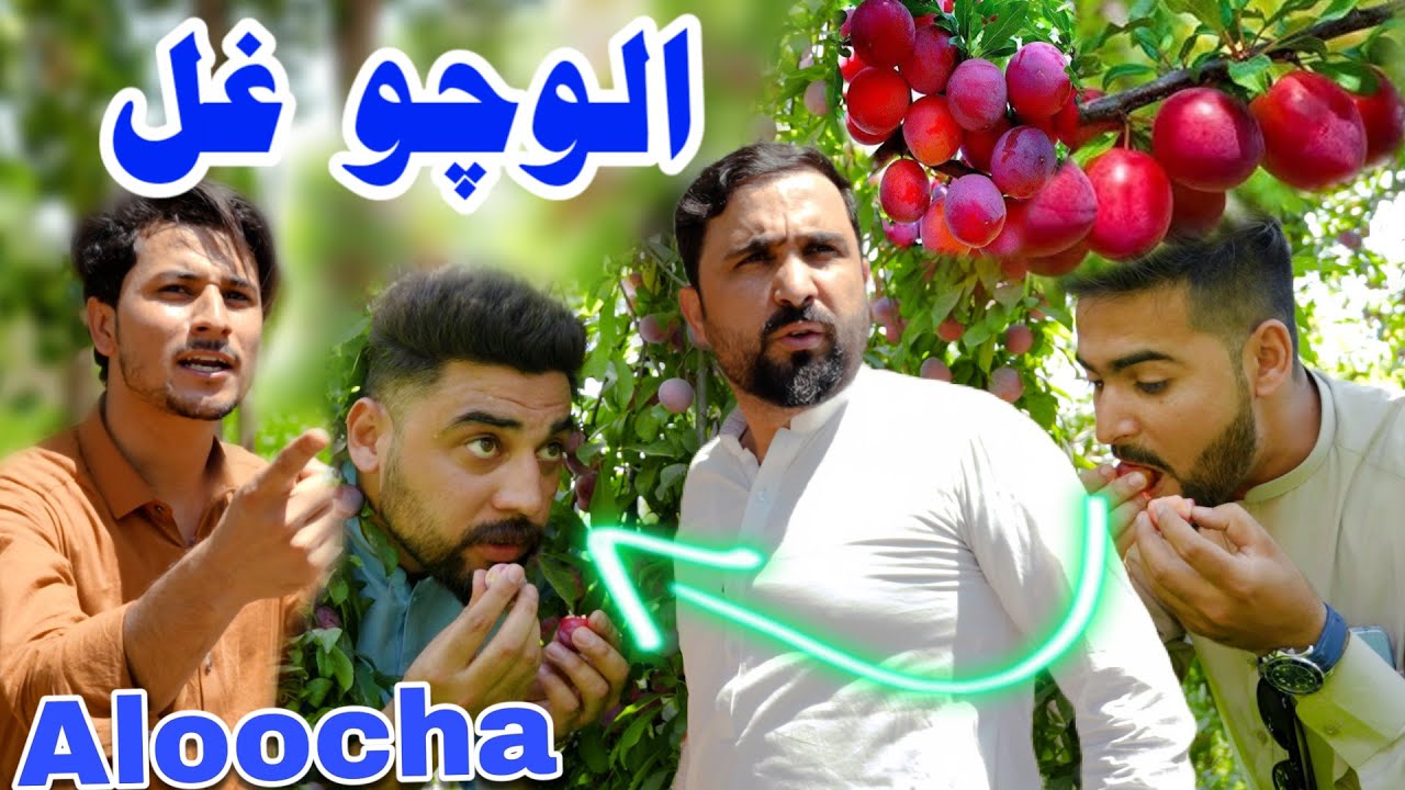 Pashto funny video 2024 | Aloocho ghal | Zindabad vines new video 2024
