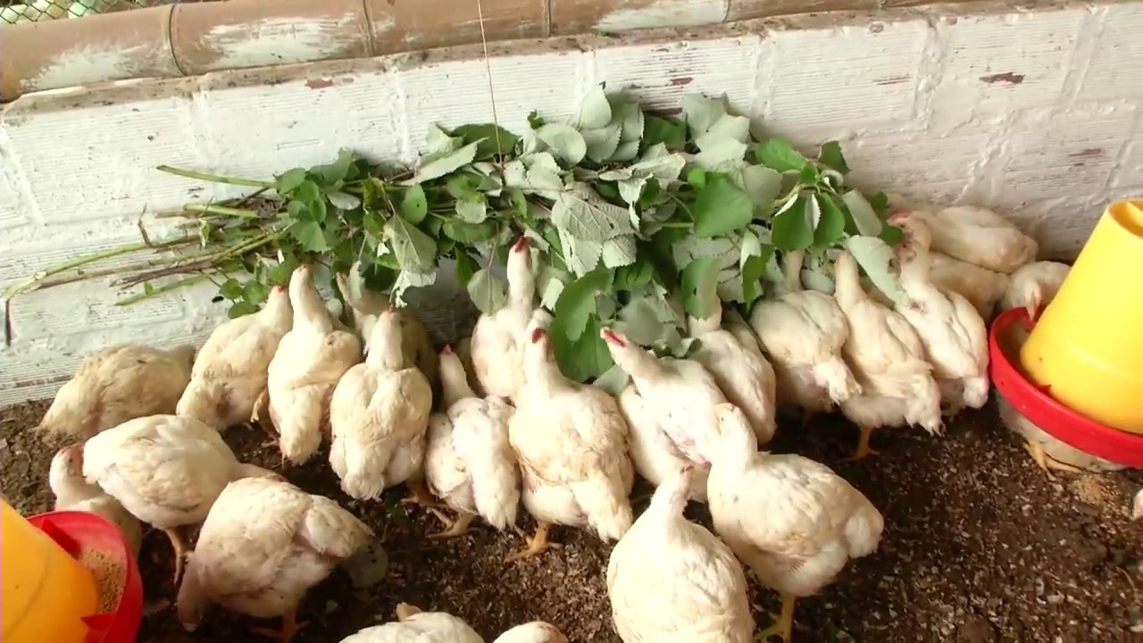 Agricultura al D&iacute;a - C&oacute;mo alimentar y cuidar pollos de engorde, Panaca