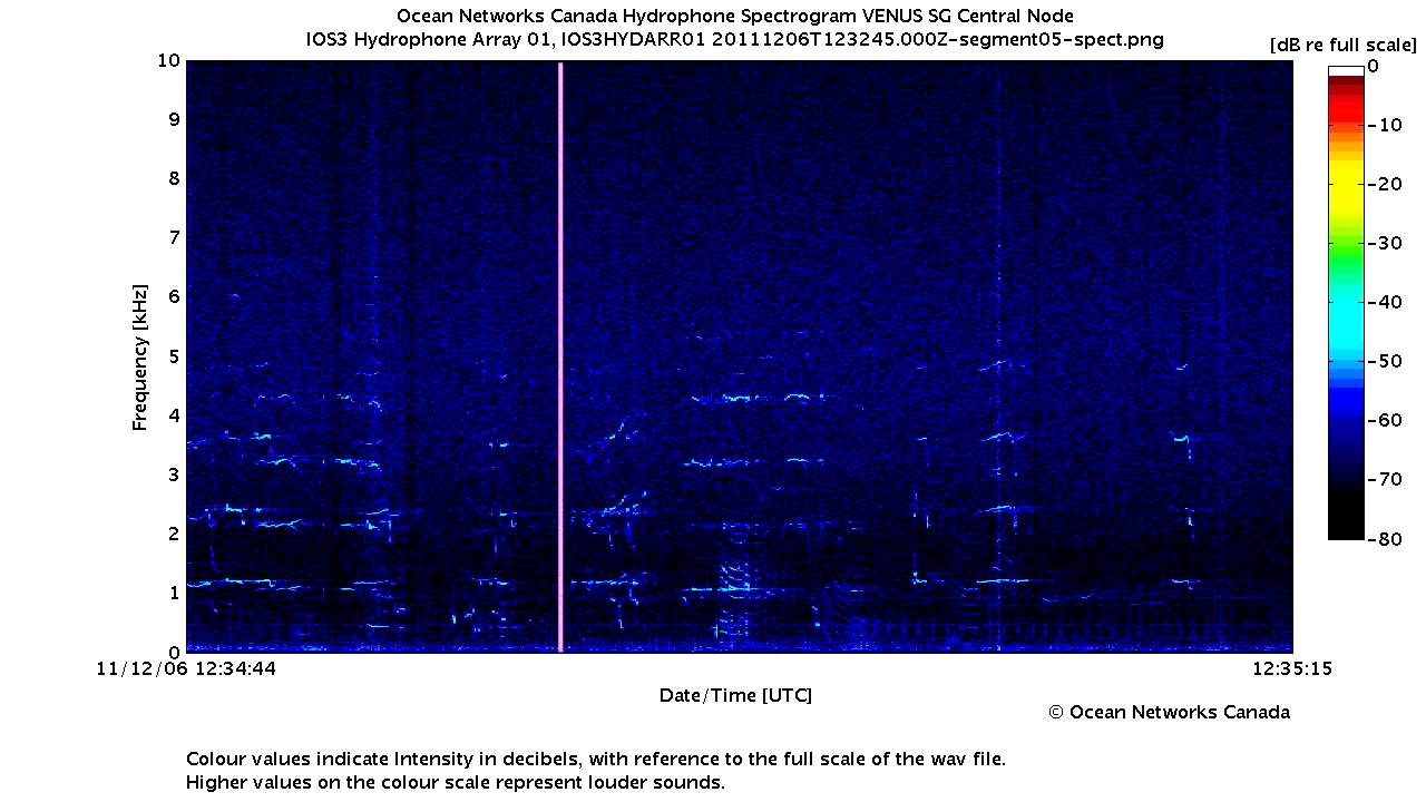 Repeated Southern Resident Killer Whale J-Pod Calls