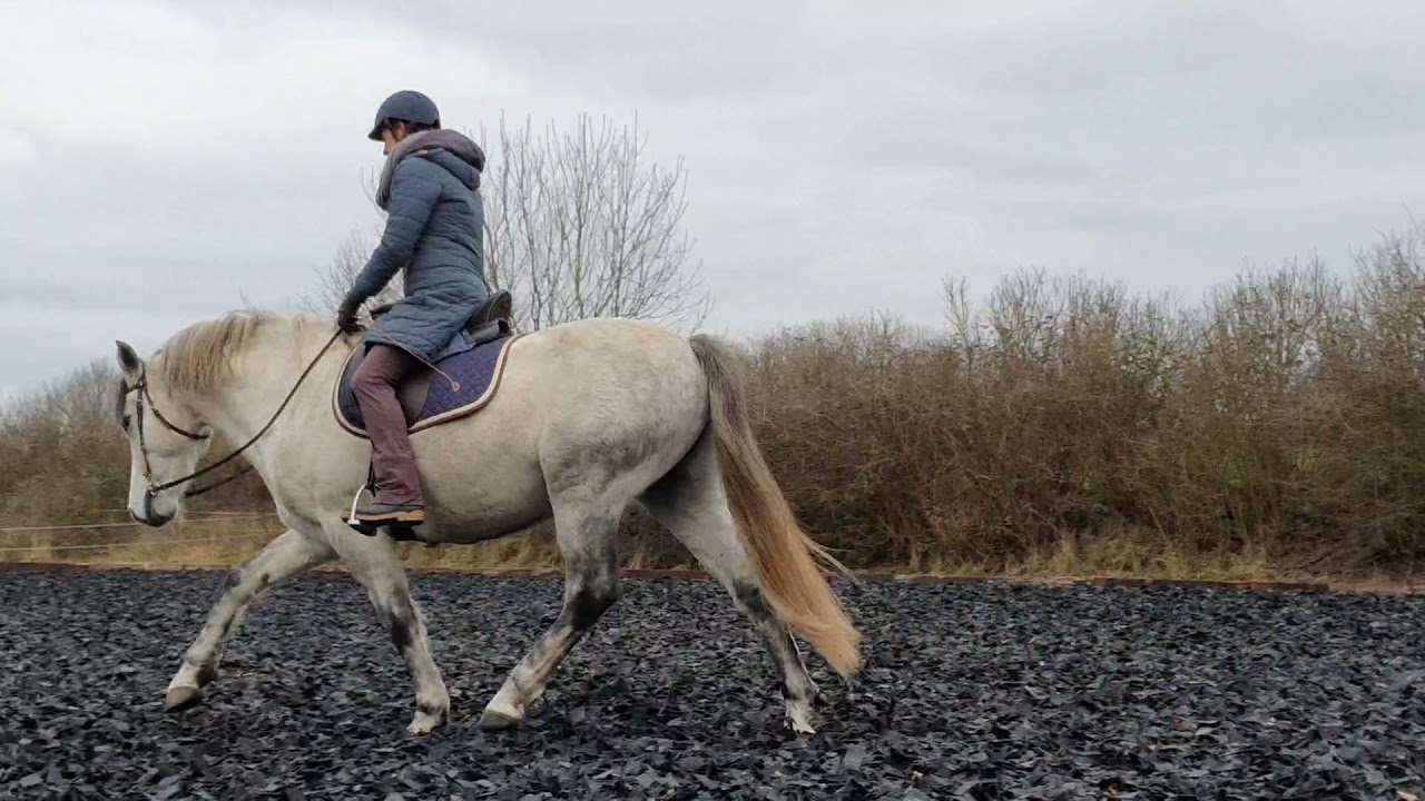Reiten im Hier und Jetzt #3 - Darco vom Fleck weg