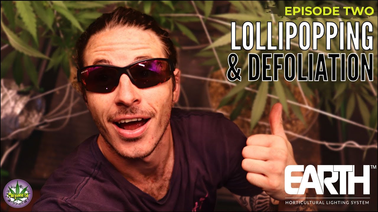 Maximizing Your Harvest with Lollipopping and Defoliation Techniques