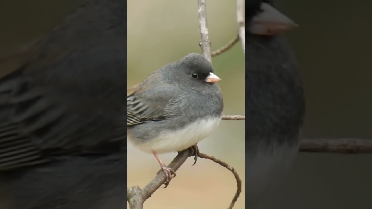 When the Beautiful Dark eyed Juncos Arrive, Winter Isn&rsquo;t Far Behind