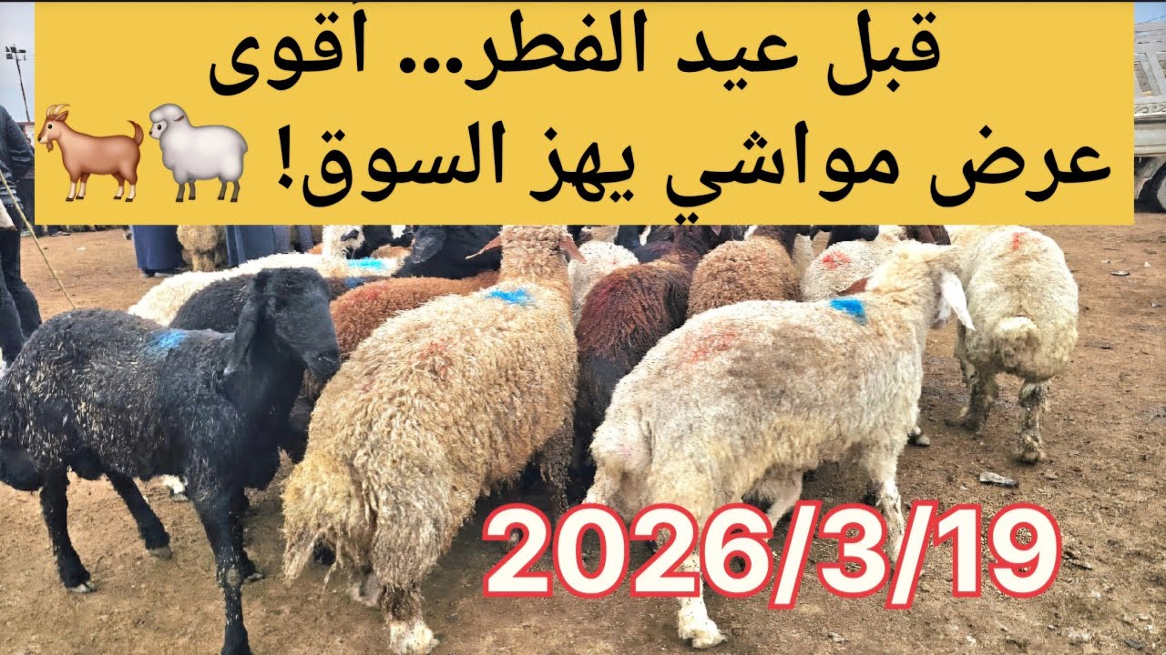  قبل عيد الفطر… أقوى عرض مواشي يهز السوق! 🐑🐐