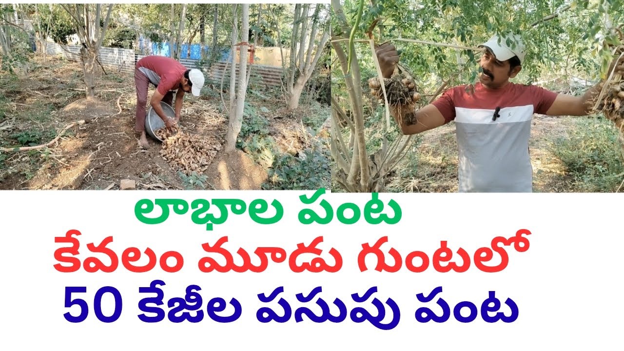 పసుపు లాభాలు కేవలం 3 గుంటలో 50కేజీల పసుపు కొమ్ములు turmeric Faming @anandamgeesa1575 
