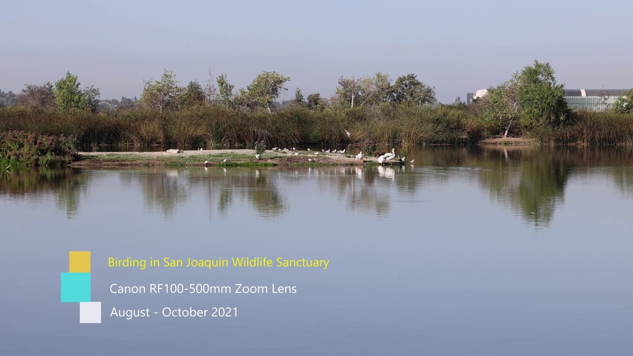 Birding in San Joaquin Marsh and Wildlife Sanctuary on Summer 2021 with Canon RF100 500mm lens