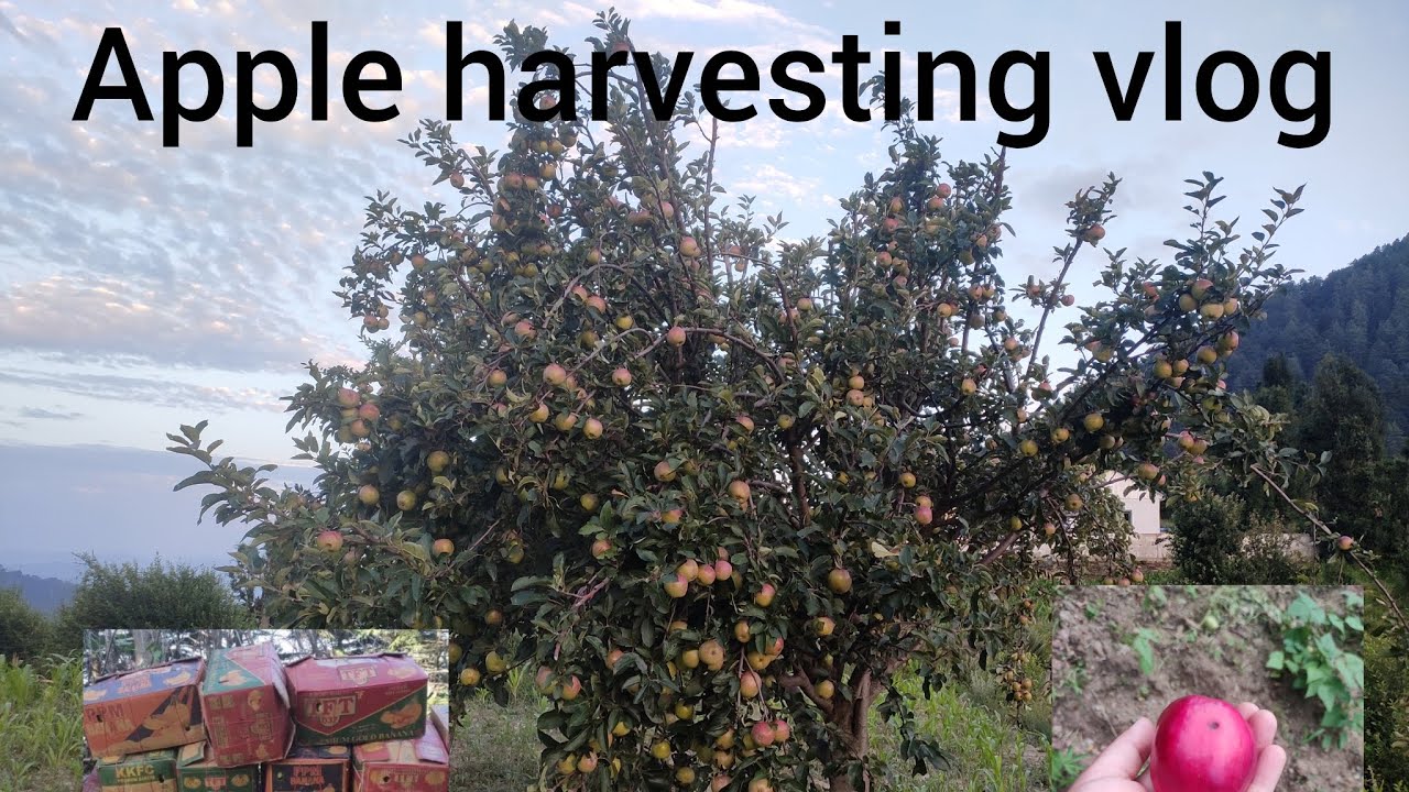 First apple harvesting video !!🍎 Juicy organic apple harvesting #villagelife #harvestingvideo 