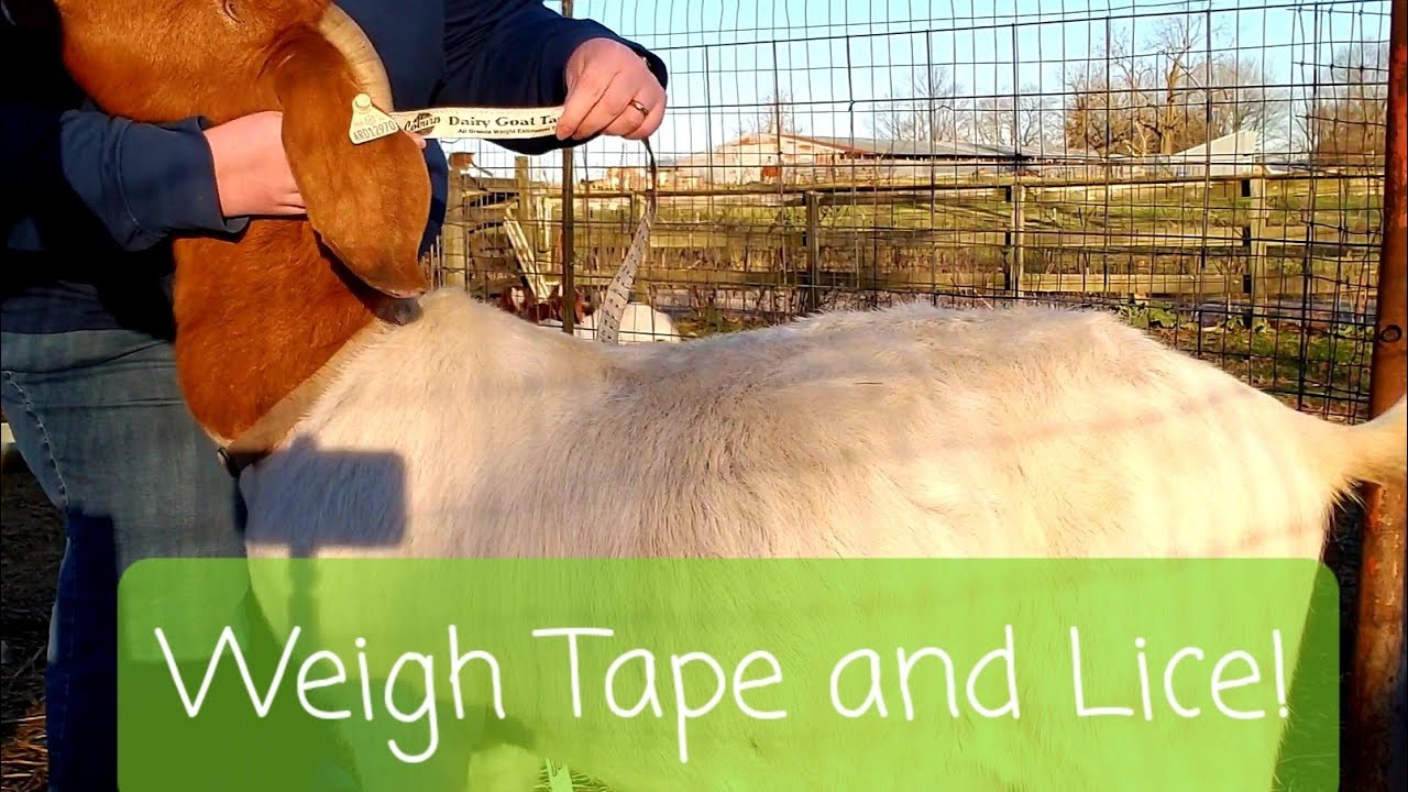 How to Treat Goats for Lice/Mites