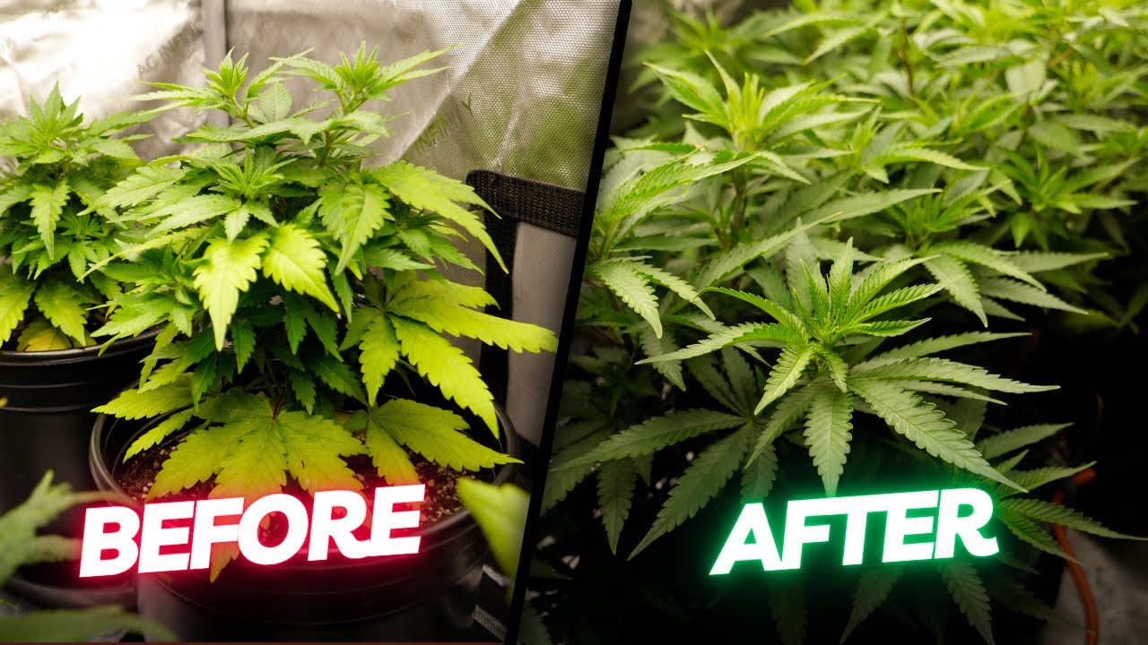 Bringing Sick Cannabis Plants Back To Full Health!