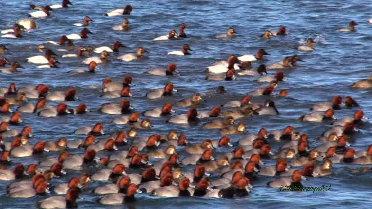 Canvasback & Redhead Duck Migration Flotilla