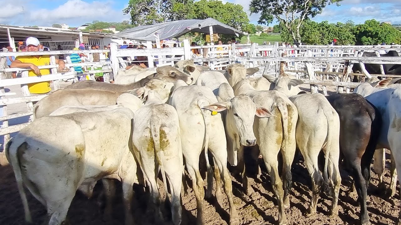 Feira de gado em jupi-Pe 12-04-2026 bezerrada extra de luxo 