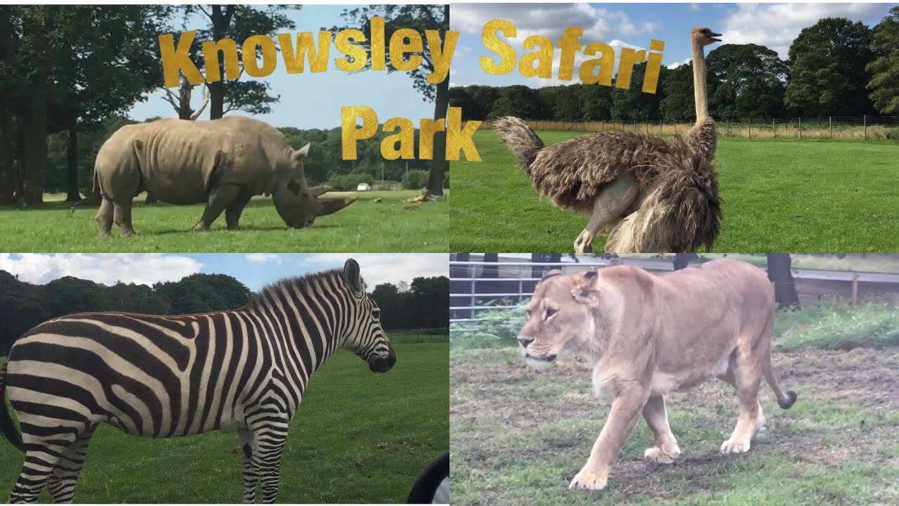 Knowsley Safari Park, England