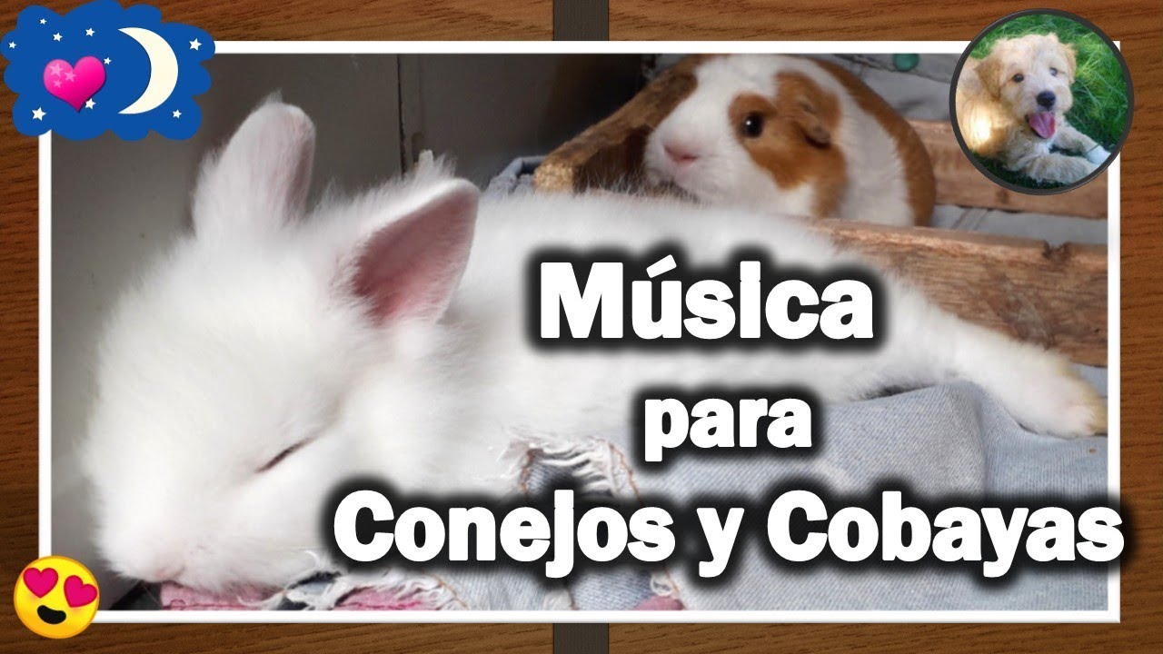 Música para Relajar Conejos y Cobayas - Mascotas (el cuidado de nuestras mascotas)