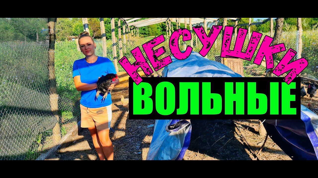 Загон для кур своими руками. Навес для несушек. Виноград прижился.
