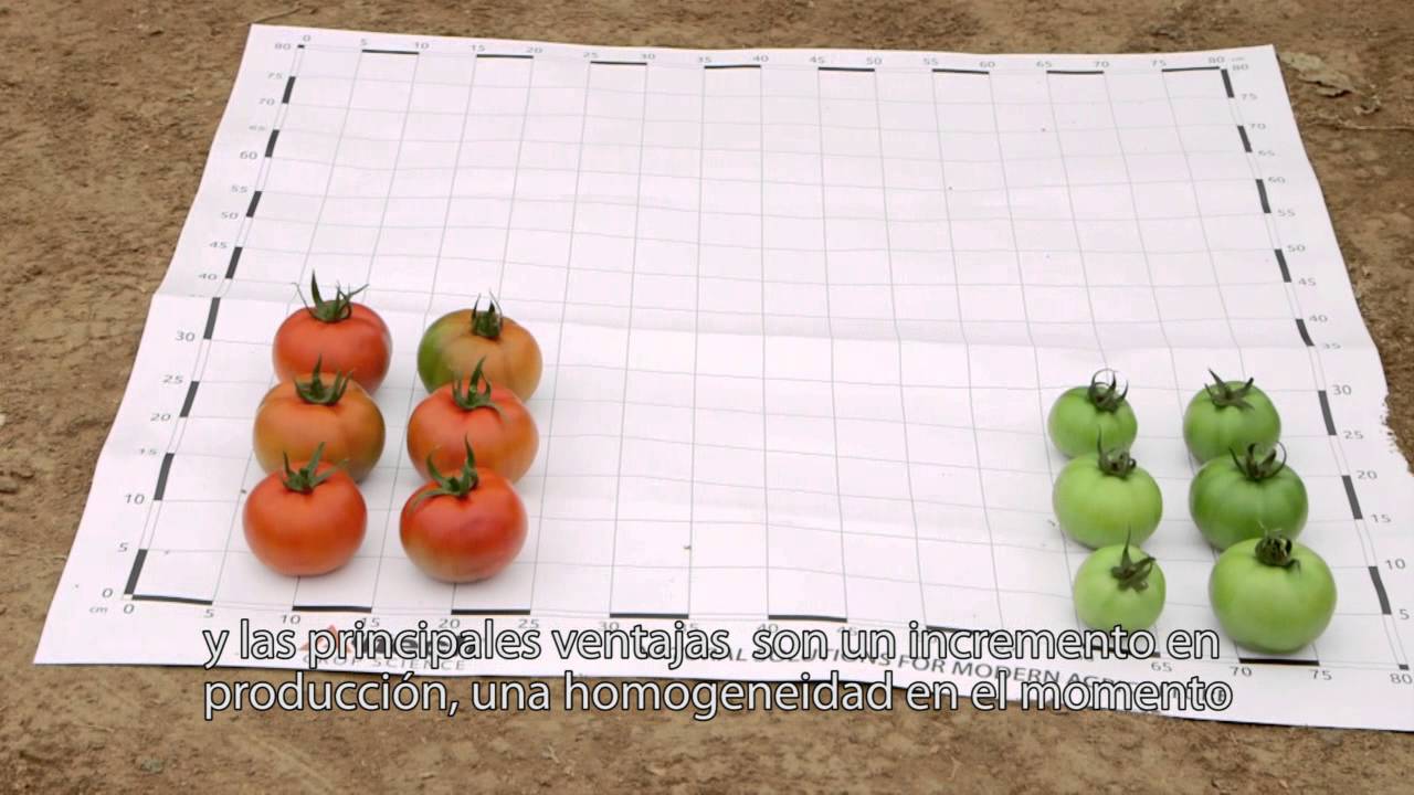 Historias de agricultores – Grupo Perichán – Productores de Tomate en España