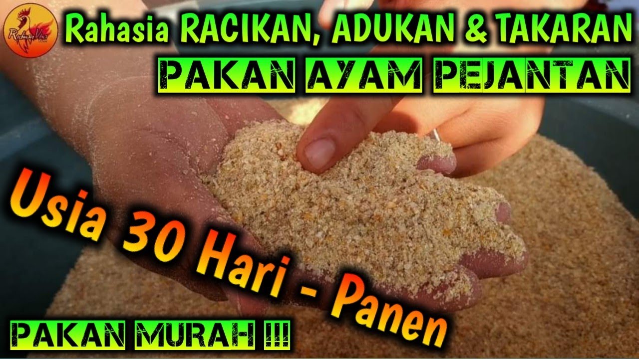 Rahasia RACIKAN, ADUKAN & TAKARAN Pakan Ayam Pejantan Usia 30 Hari - Panen