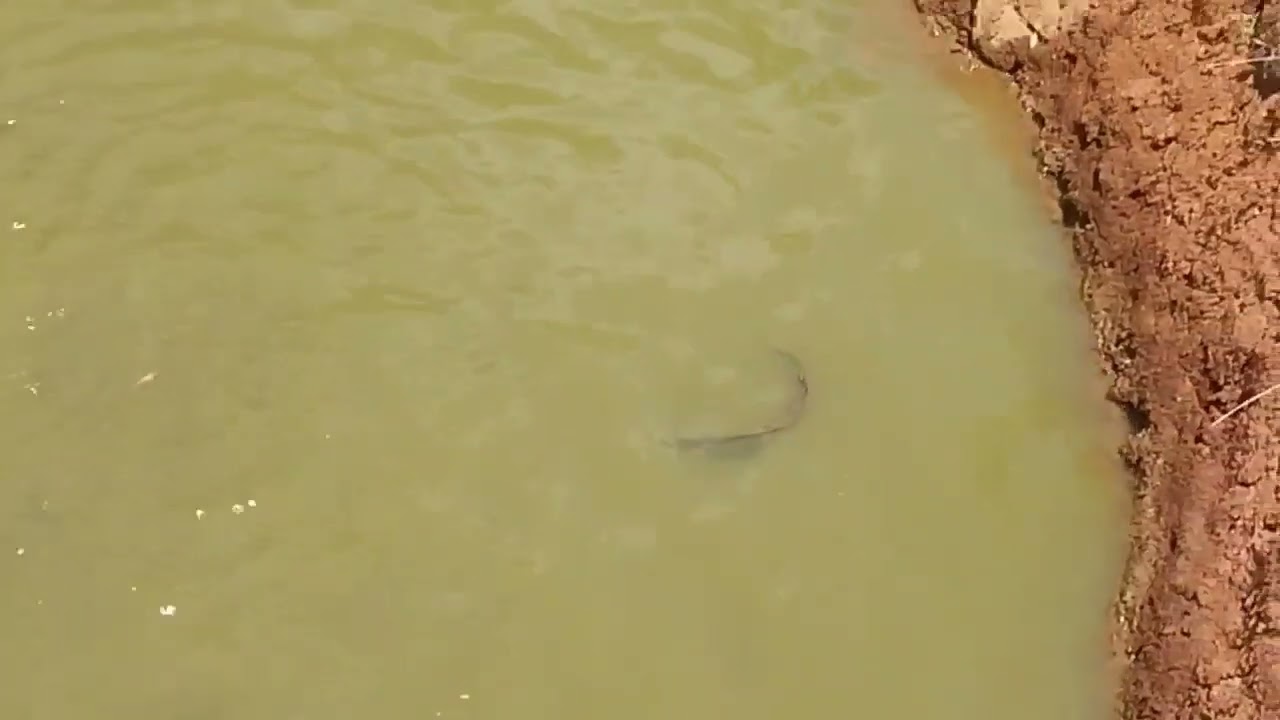 bibis pakan ikan pake air cucian beras, ikan2 sehat gemuk dan lincah.