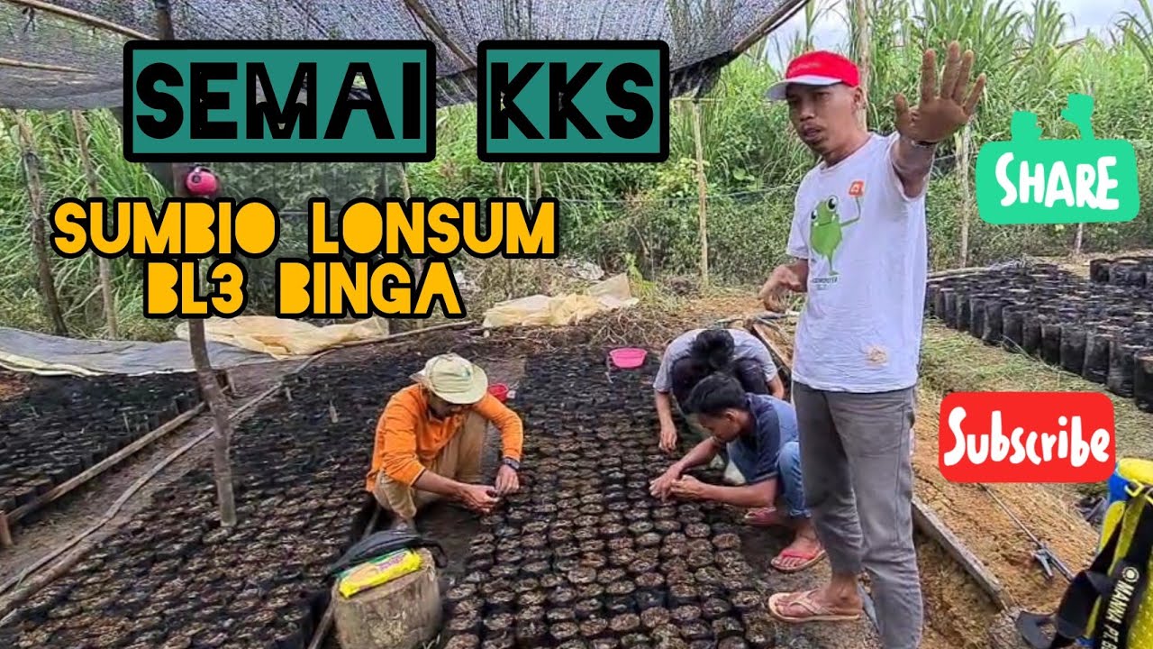 Semai KKS Unggul Sumbio Lonsum BL3 Limited Editon