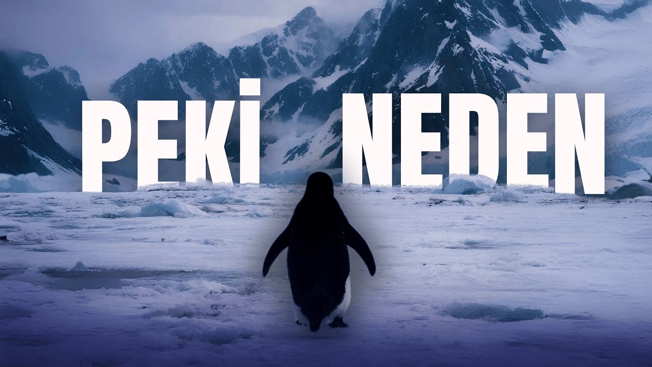 BU PENGUEN NEREYE GİDİYOR?