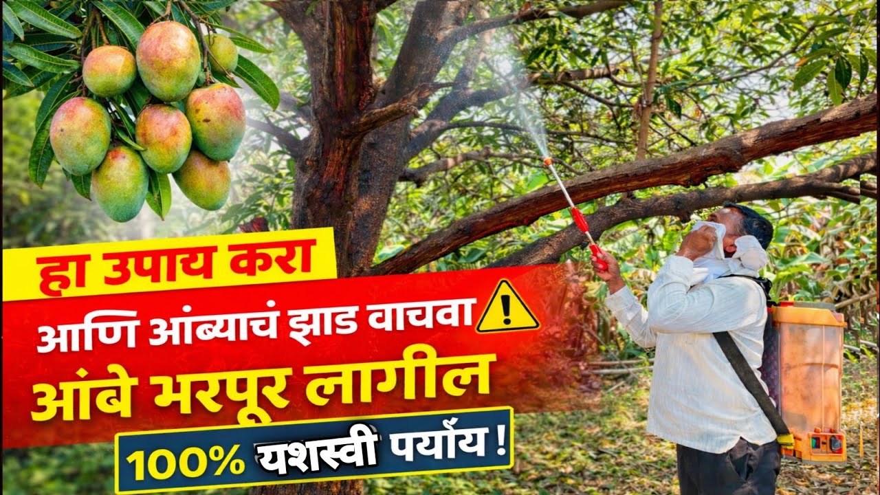आंब्याला च्य झाडाला मुंग्या लागल्या असतील तर हे चुकूनही दुर्लक्ष करू नका ⚠️ | 100% खात्रीशीर उपाय