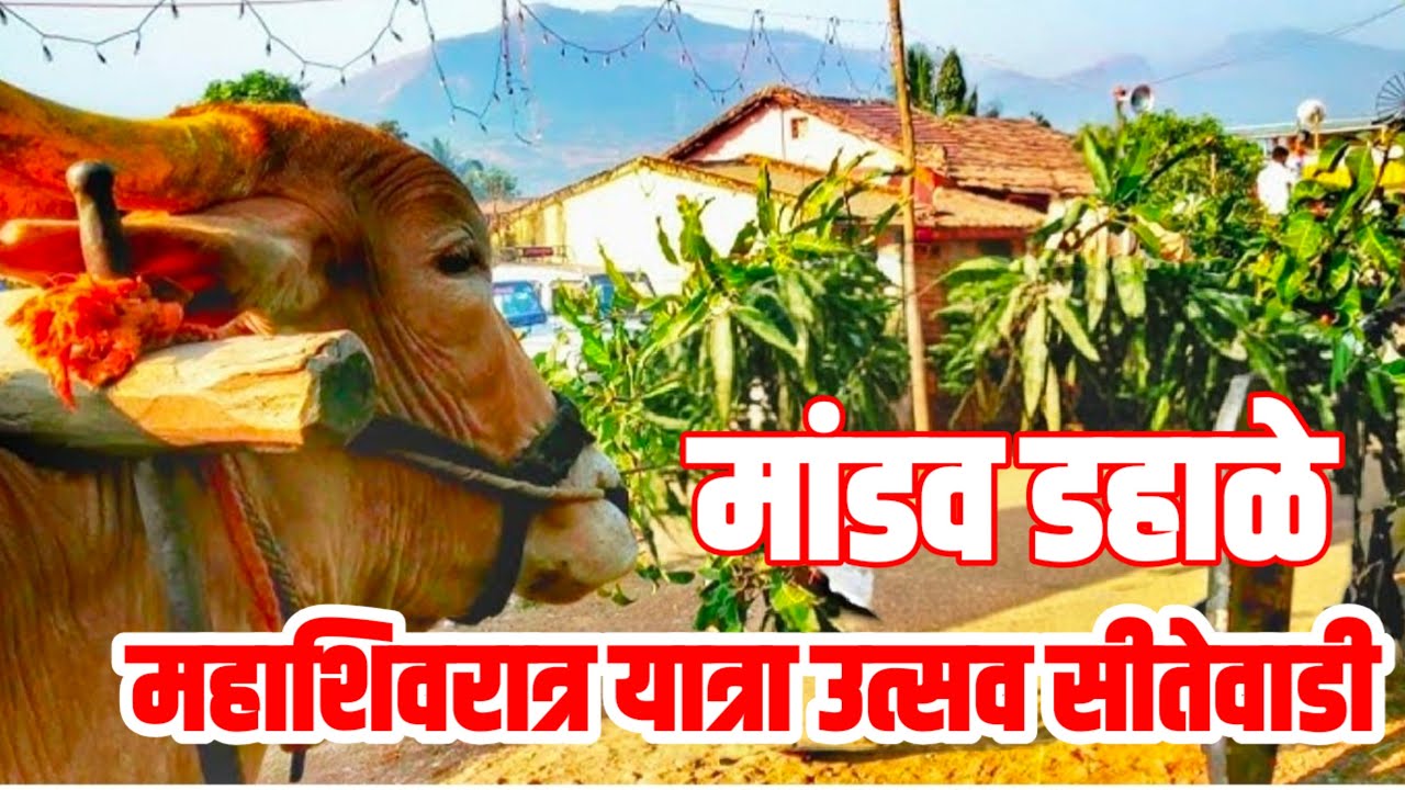 महाशिवरात्री यात्रा उत्सव सितेवाडी मांडव डहाळे कार्यक्रम live!