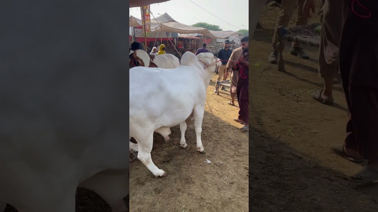 Giant White Bull #cow #cattleworld #qurbani #bull #bullfarm #animals