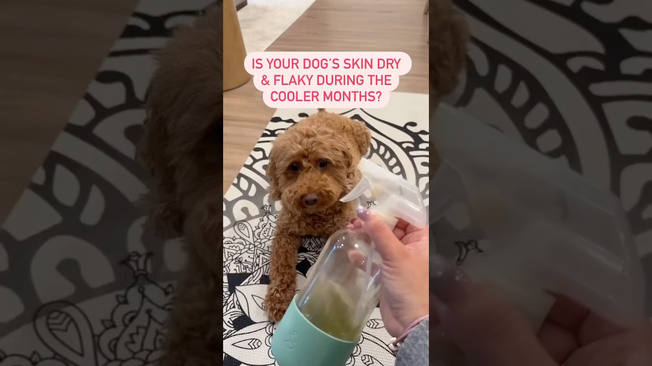 DIY Dry Skin Spray for your DOG! 