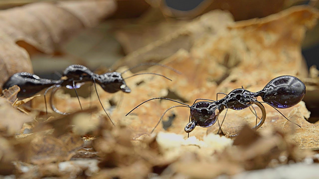 Glass Ant – 100,000 Giveaway!