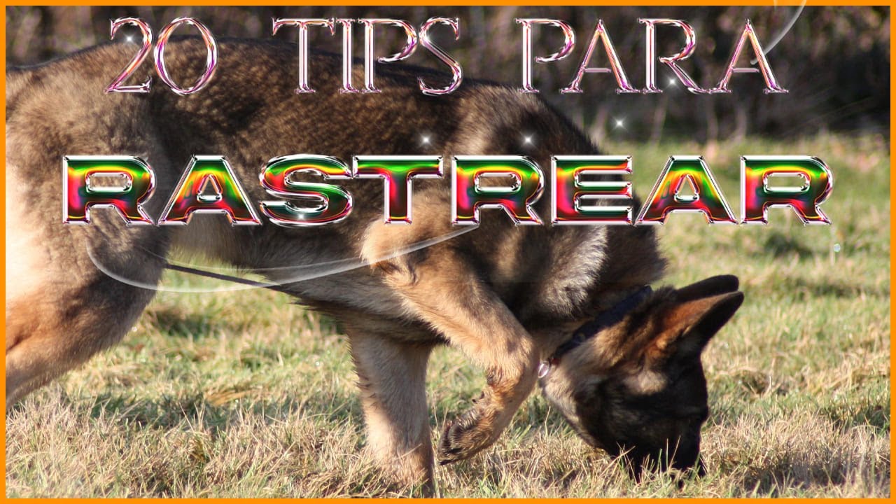 20 Tips para rastrear con tu perro