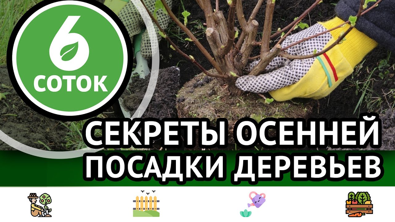 Секреты осенней посадки деревьев. 6 соток 24.10.2022