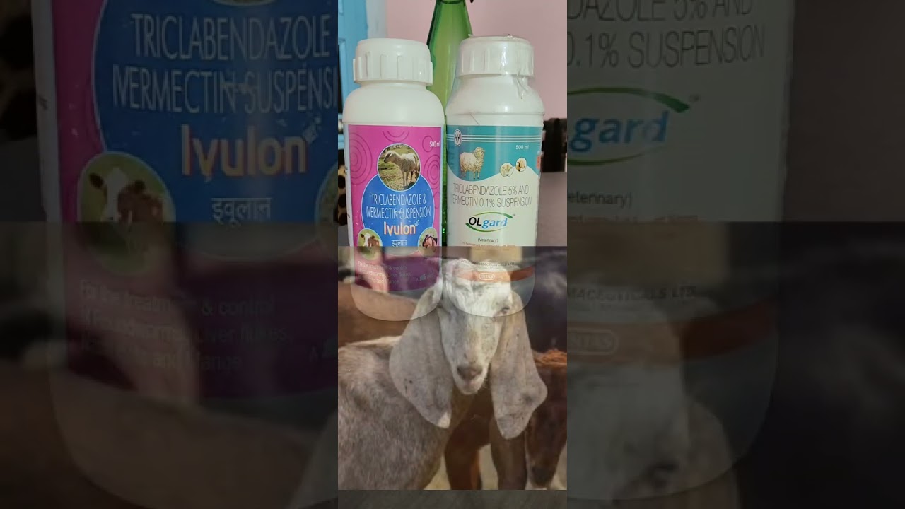 OLgard.. INTAS Ivulon ttk...TRICLABENDAZOLE5%& IVERMECTIN 0.1%...dewormer