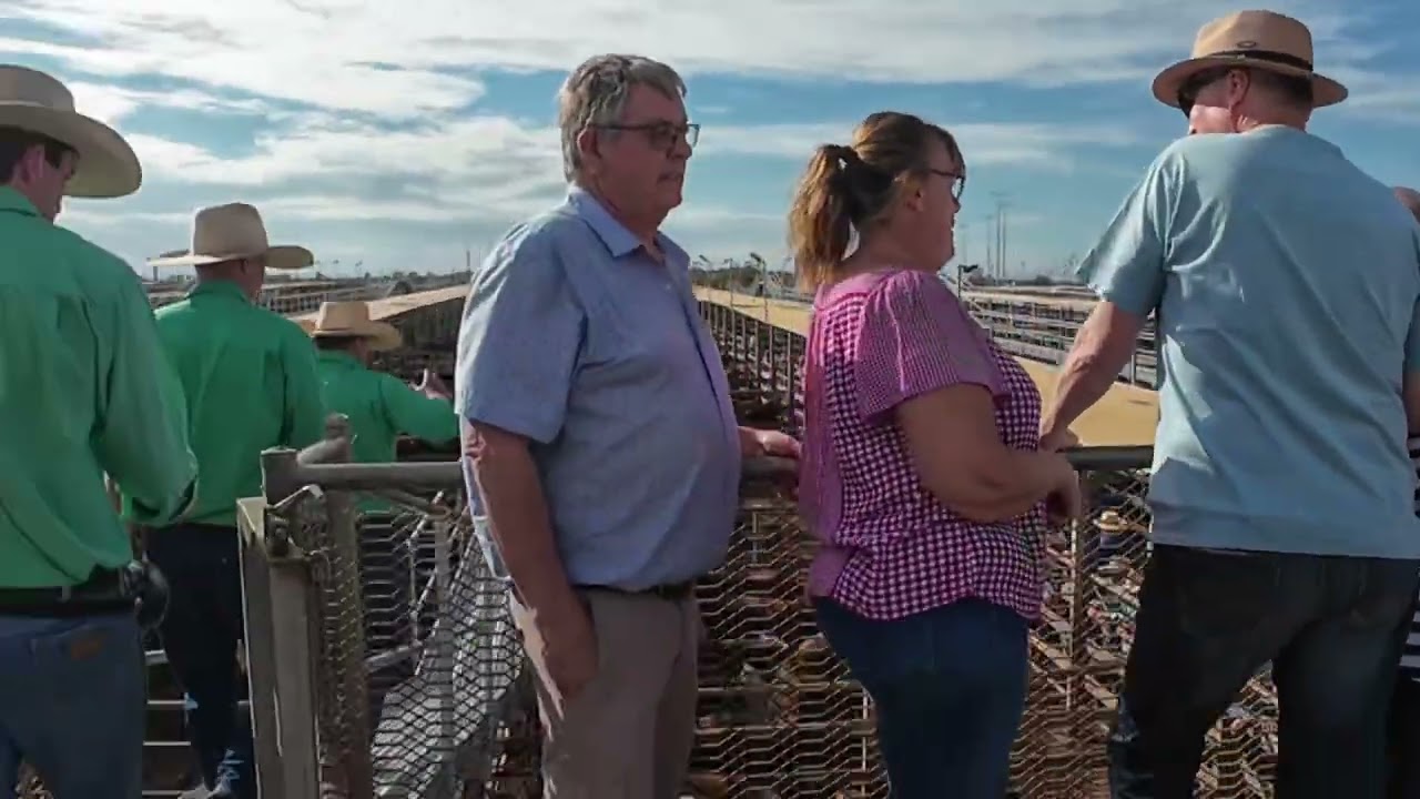 Roma Saleyards