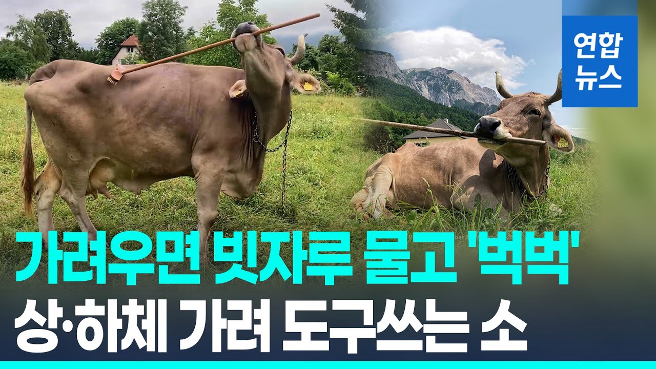 가려우면 빗자루 물고 '벅벅'…상·하체 가려 도구쓰는 '반려 암소' / 연합뉴스 (Yonhapnews)