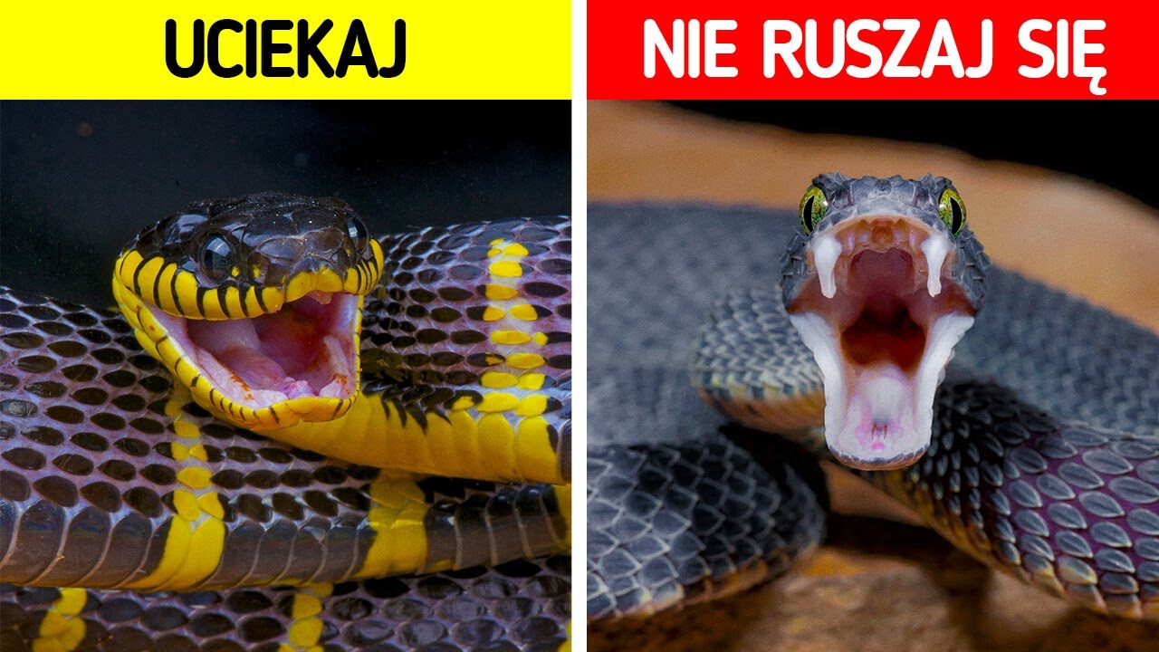 Jak przetrwać spotkanie z wężem?