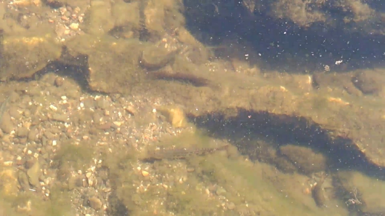 Iberian Loach (Cobitis Paludica) - native species - Ribeira de Corona - Portugal - 20170414