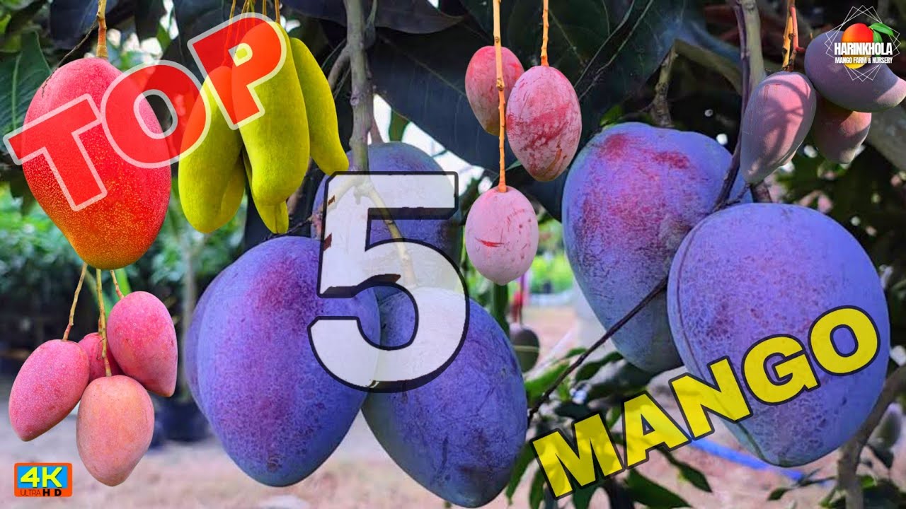 Top 5 Best mango