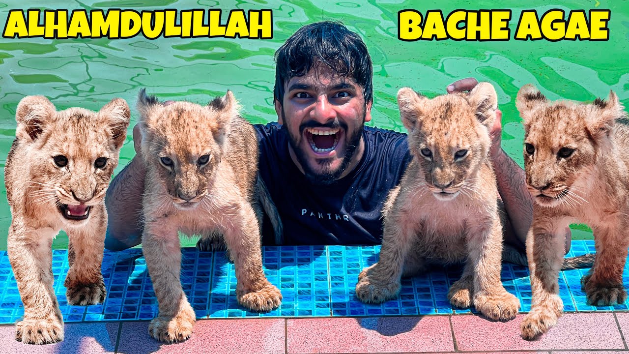 LION NE 7 BABIES DEDIE😍 ALHAMDULILLAH | MISHKAT KHAN | THE FUN FIN