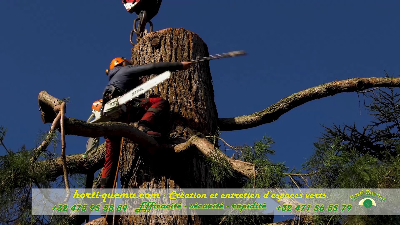 Démontage et abattage d'un Sequoïa Géant