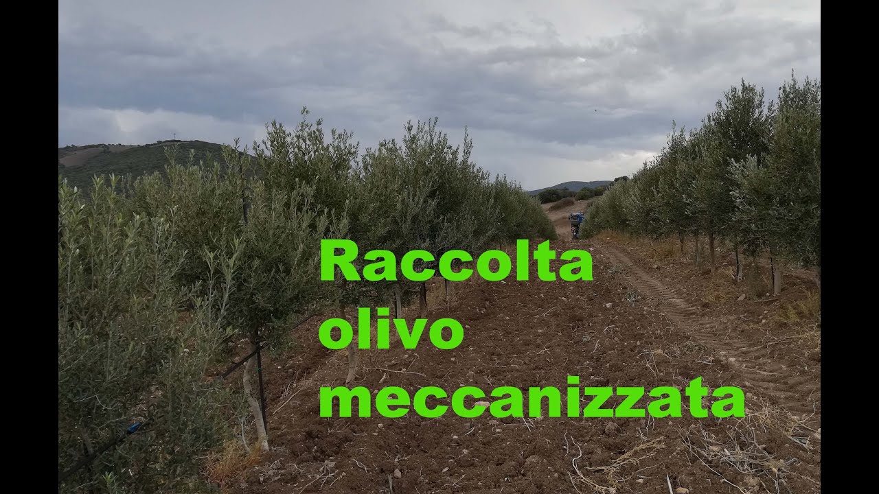 Raccolta Olivo Sardegna