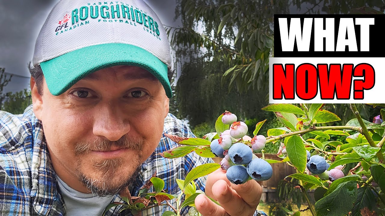 Blueberry Post Harvest Care - Garden Quickie Episode 211