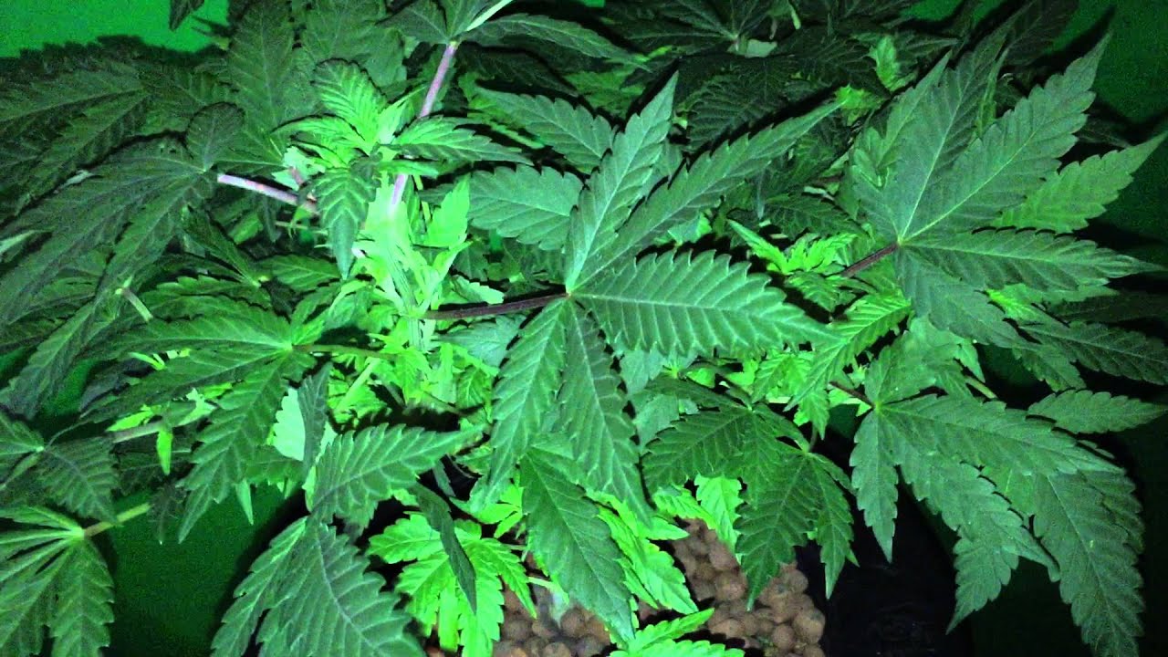 CBD Cookies Update