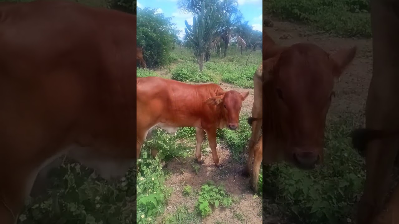 sindi é paixão no sertão