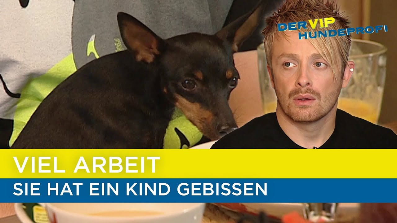 Sie kommen an ihre GRENZEN🐕 | Der V.I.P. Hundeprofi