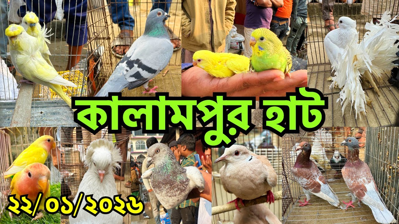গোল্লা কবুতরের স্বর্গরাজ্য ধামরাইয়ের কালামপুর হাট | বৃহস্পতিবার | Thursday| Kalampur Pet Market#869