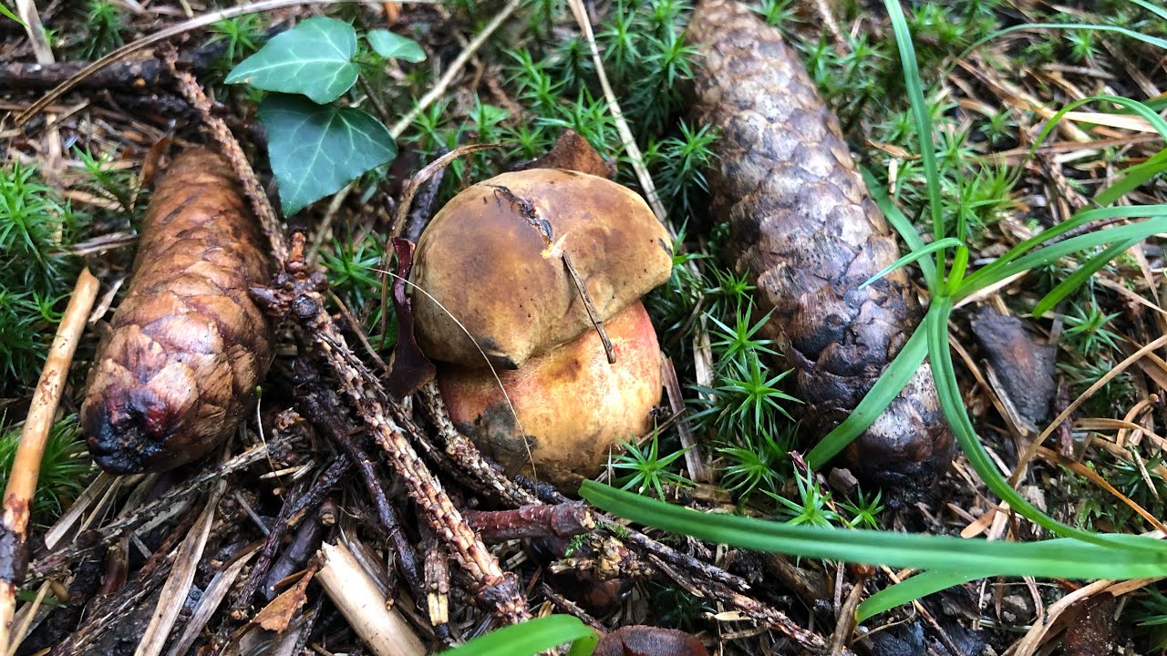 🍄PilzGl&uuml;ck 31. August 2022
