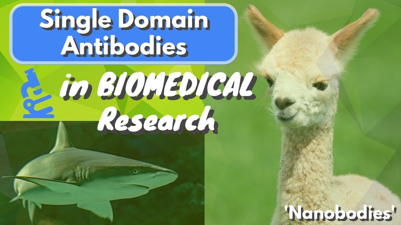 What is a Single Domain Antibody (Nanobody)? - A Beginner's Guide | Biomeducated