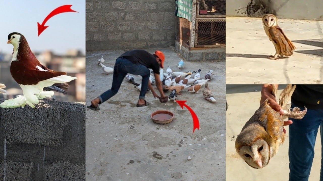 Lal fancy kabootar pakda 💫 Aur yah Kya ho Gaya 🤯 #farming #bache #chicken #pigeon