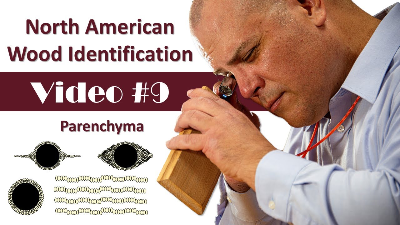 North American Wood Identification #9 - Parenchyma