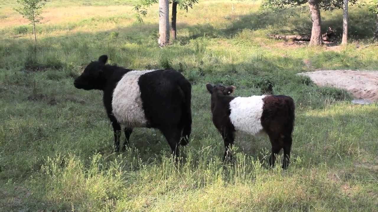 Fearrington's Belted Galloway Cows